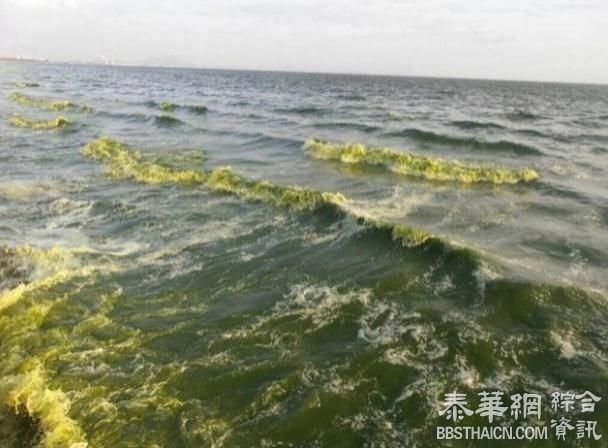 春武里府挽盛海滩出现大量浮游生物水变绿 游客别下水