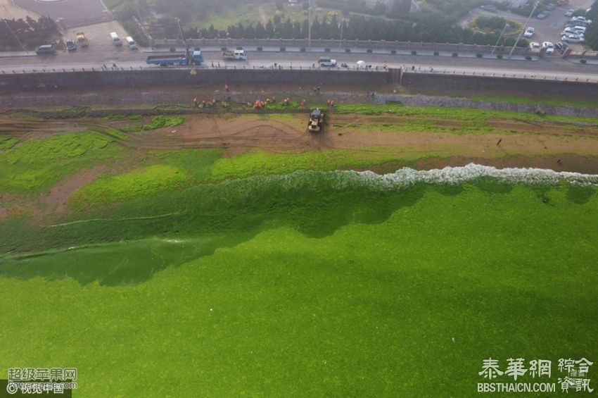 青岛遭大面积浒苔入侵 沙滩变草坪