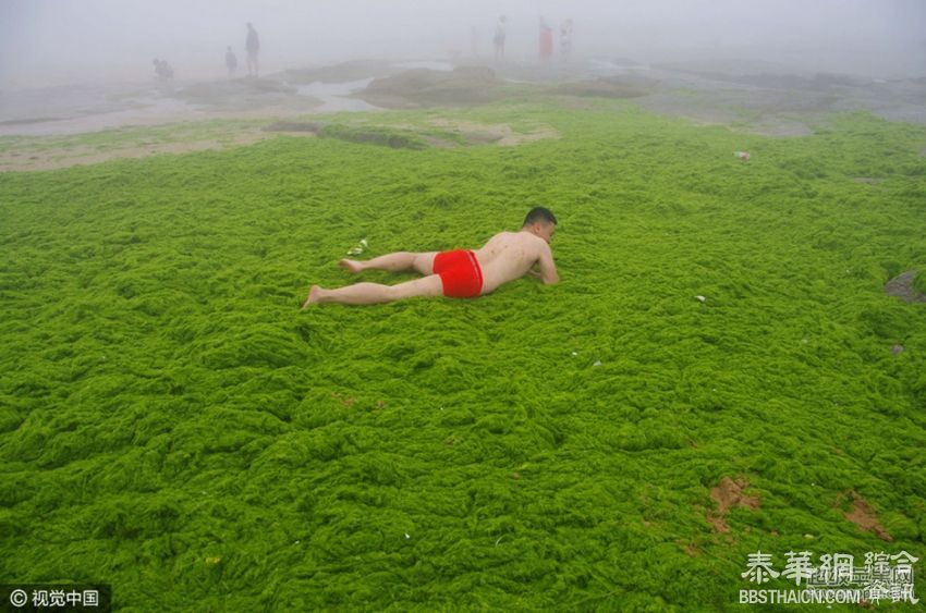 青岛遭大面积浒苔入侵 沙滩变草坪