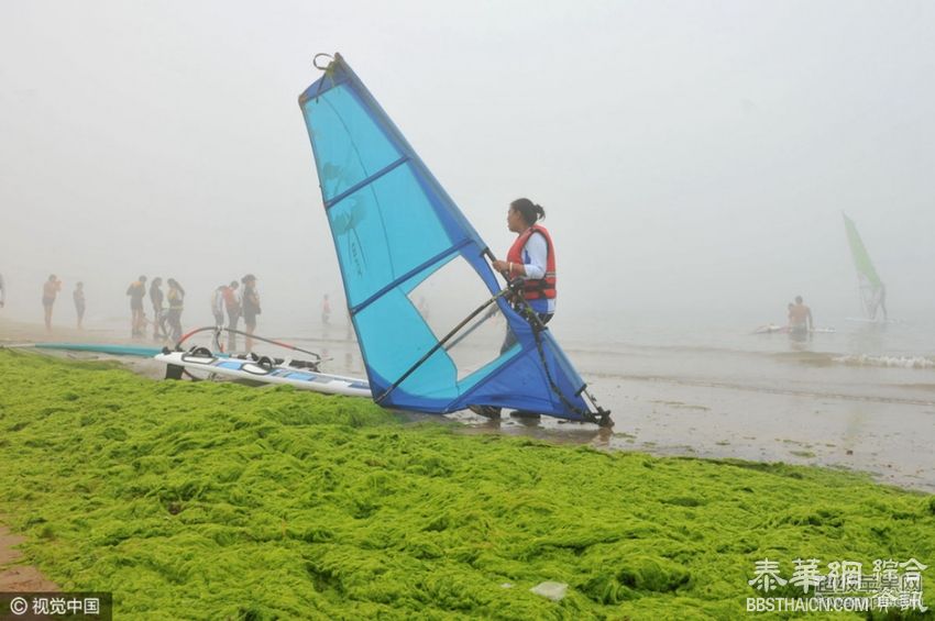 青岛遭大面积浒苔入侵 沙滩变草坪