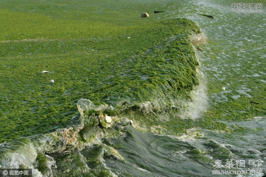 青岛遭大面积浒苔入侵 沙滩变草坪