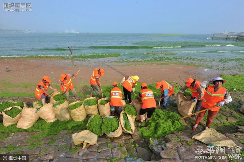 青岛遭大面积浒苔入侵 沙滩变草坪