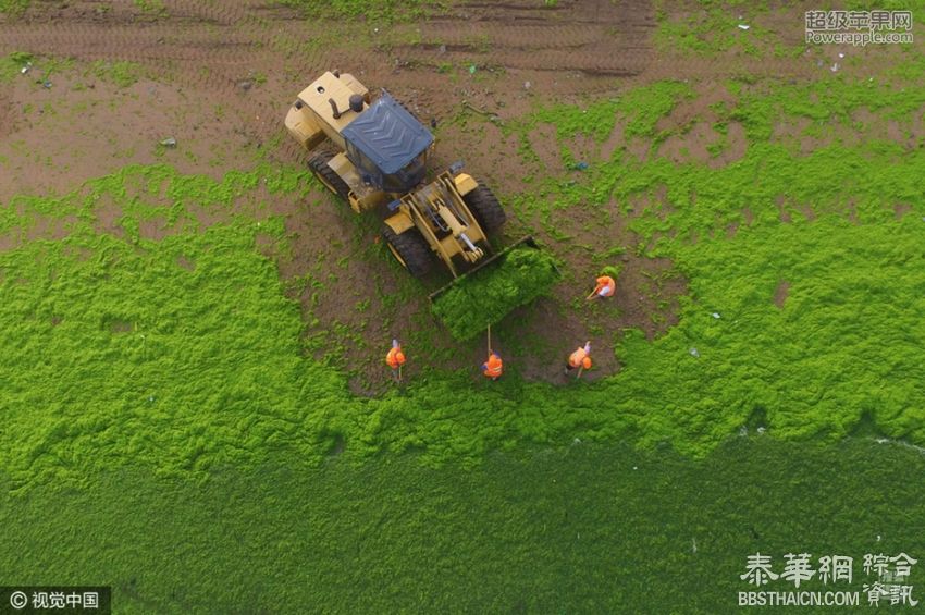 青岛遭大面积浒苔入侵 沙滩变草坪