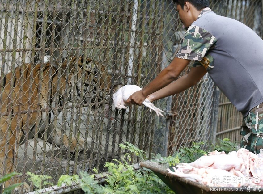 老虎庙老虎迁走后多隻老虎病重 1隻5岁的老虎「湄訥阿」死亡