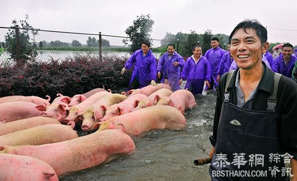 安徽数千头猪被淹之后：引广泛关注，一企业“赔钱买上千头”