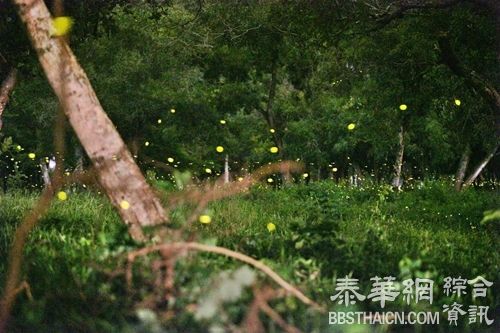 宛若星空 巴真府林地十万萤火虫星光闪闪吸引了很多附近的民眾过来观看