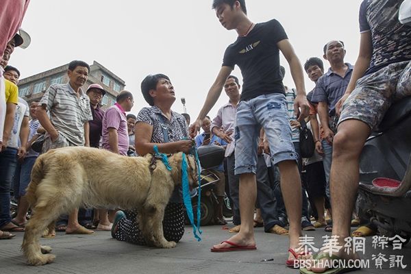 杨晓云下跪买狗后：卖房筹钱儿子离婚，因账目不清等饱受质疑