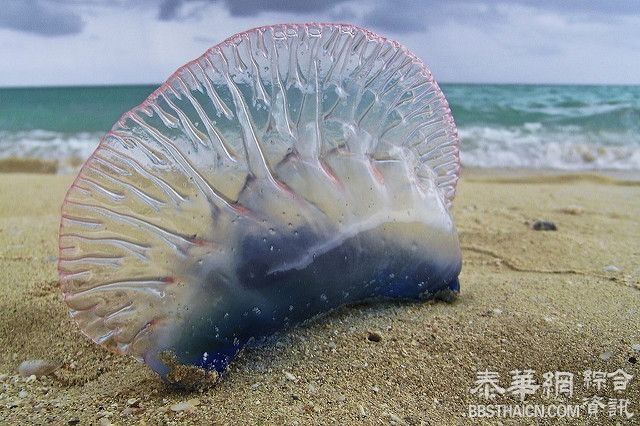 普吉岛度假当心「葡萄牙战舰」