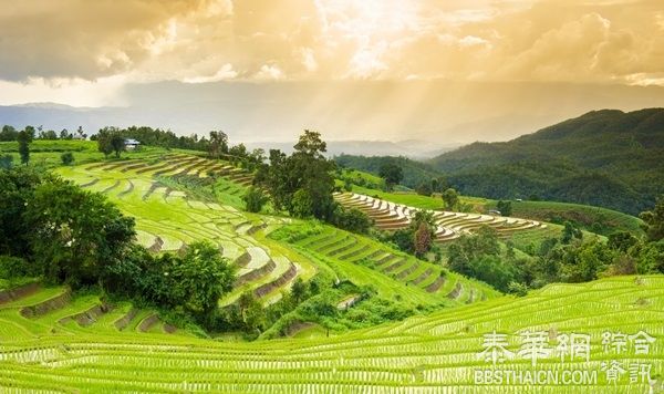 泰国十大稻田绿浪美景