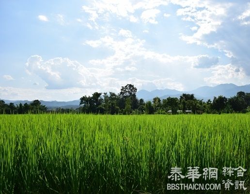 泰国十大稻田绿浪美景