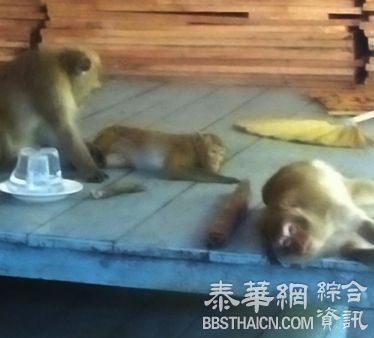 披集猴子【目无法纪】 撕毁投票人名单