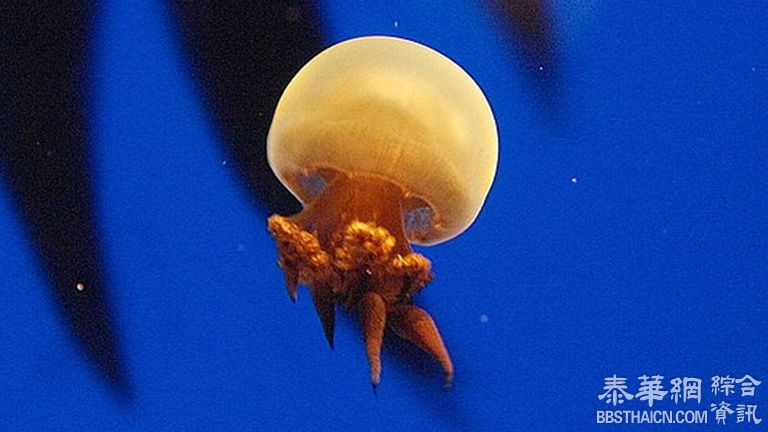 海蜇就是水母，但你知道海蜇头是水母的哪个部位吗？