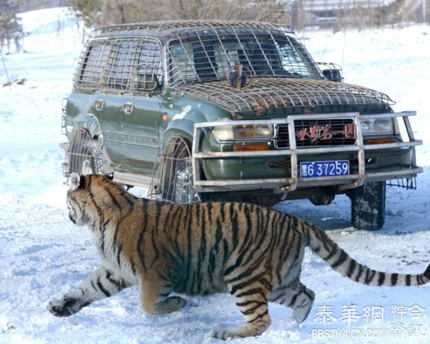 观察：北京野生动物园老虎袭击女游客酿伤亡 怪谁？