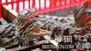 中国查获走私入境的399条暹罗鳄鱼苗