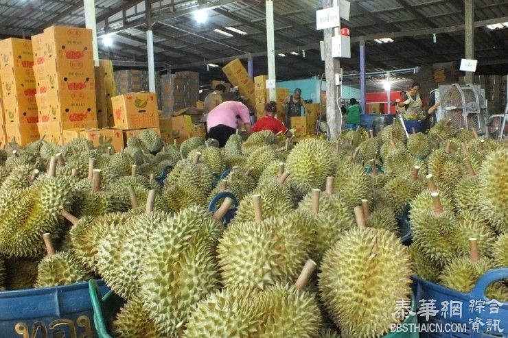 官方准备祭出水果出口反“垄断”措施    解决国内水果收购站存在的突出问题
