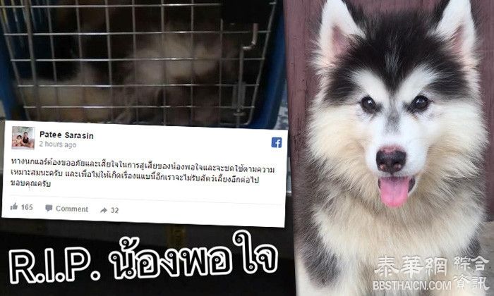 宠物狗航空货仓内死亡 鸟航取消宠物托运业务