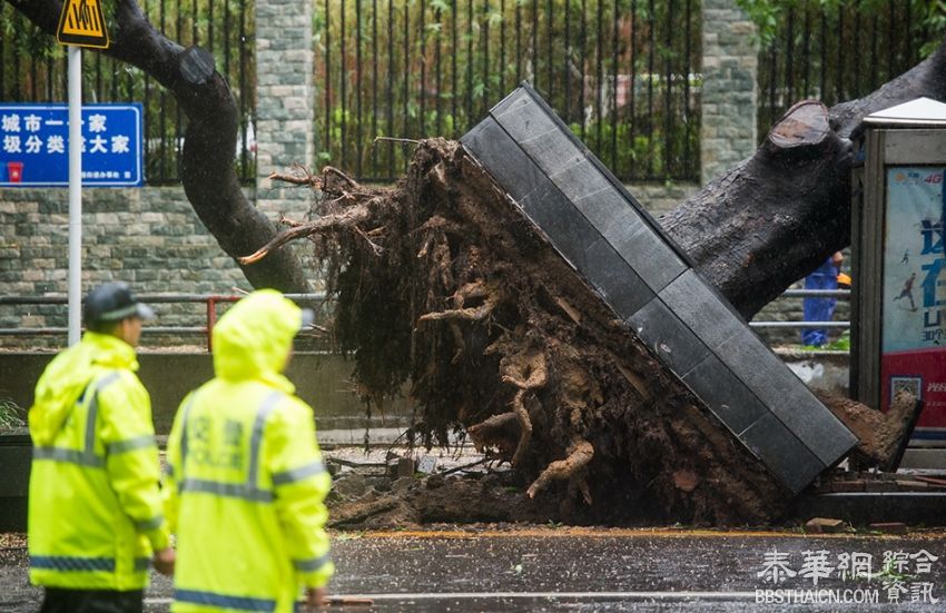 台风妮妲登陆深圳 十年树龄的行道树不堪风吹雨打倒下