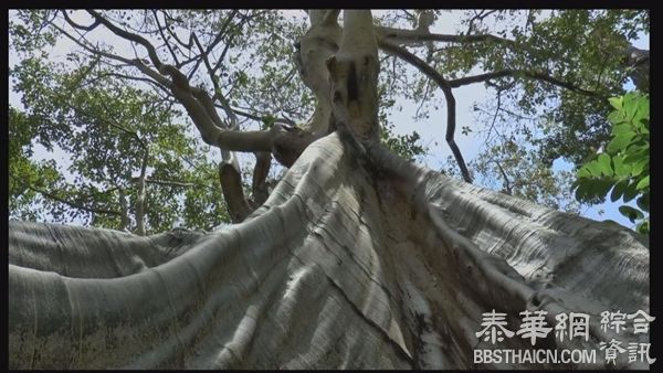 帕夭惊见500年古树  整棵古树高度超过25米 准备开发成旅游景点