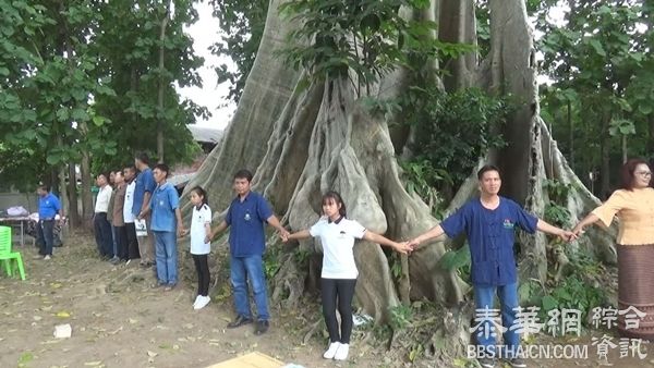 帕夭惊见500年古树  整棵古树高度超过25米 准备开发成旅游景点