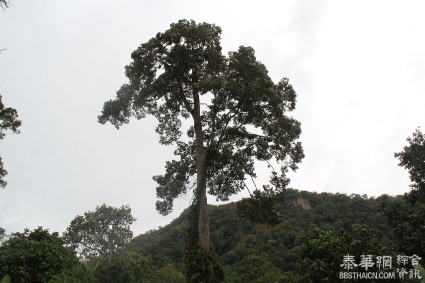 沙敦300年古榴莲树高约100米    掛果飘香