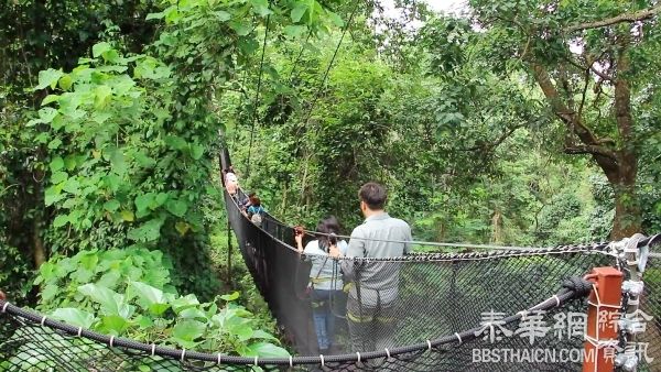 清莱皇太后花园【树顶景观桥】开放 游客争体验