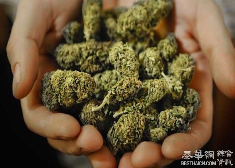 农业经济办拟将大麻从毒品名单除名   为农民带来10亿的收益