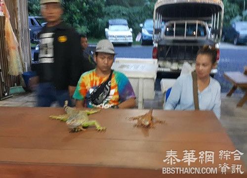 攀牙景区2名小贩硬塞小懒猴给游客拍照收取费用   被捕