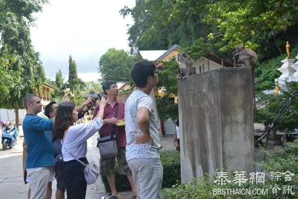 甲米府虎洞寺野猴抓伤老外 网友呼吁加强管理以免吓跑游客