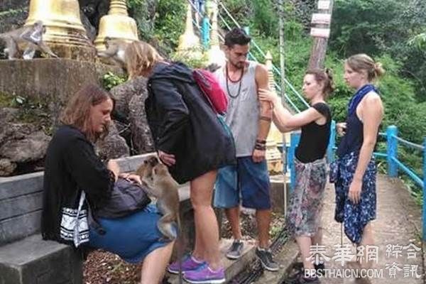 甲米府虎洞寺野猴抓伤老外 网友呼吁加强管理以免吓跑游客