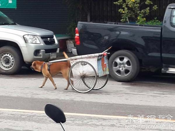 借以庙犬拉拖车搬运化缘布施物品   怪异僧人引热议