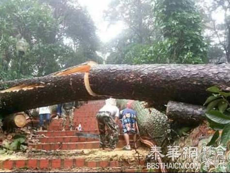 泰北多府受暴雨影响清迈双龙寺阶梯被断树砸毁