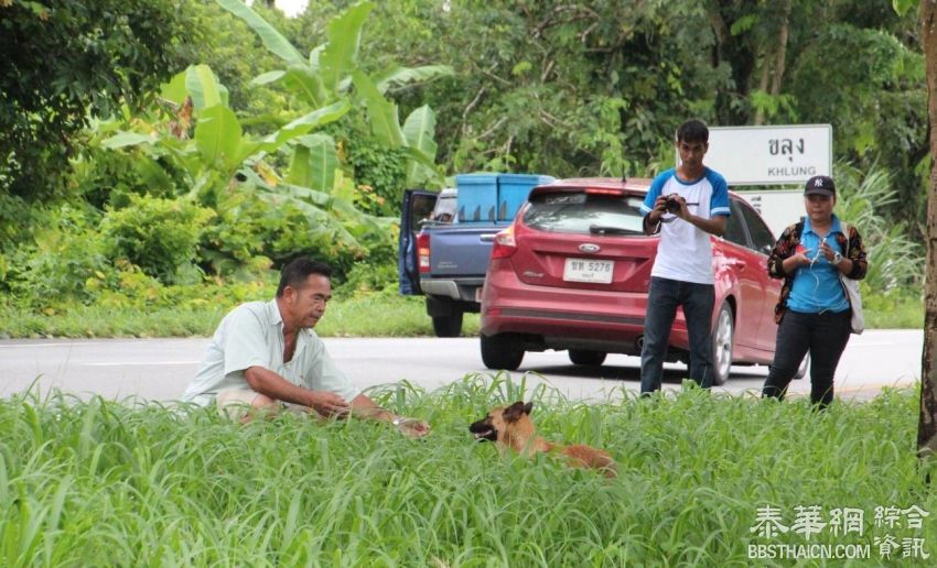 狗狗路边痴等主人半载民众排队认领被「识破」