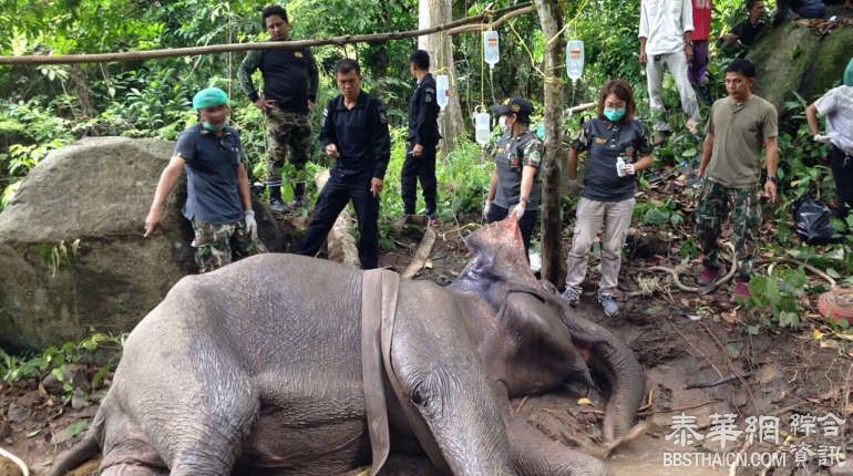 陶公府野生大象惨遭射杀