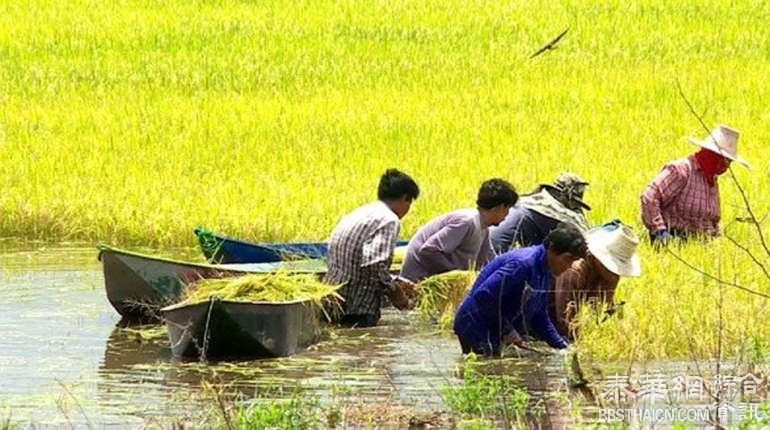 积水已到胸部  农民用小船到田里抢收稻谷减少损失