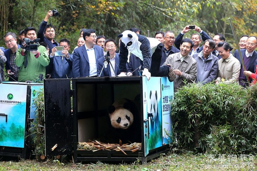 全世界都在看↑放“滚滚”归山，两只大熊猫丢掉铁饭碗