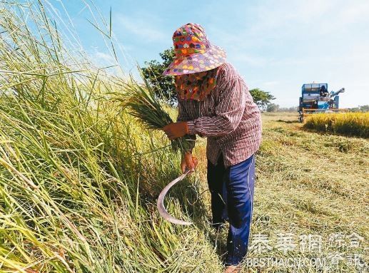 扶助普通米农方案出炉