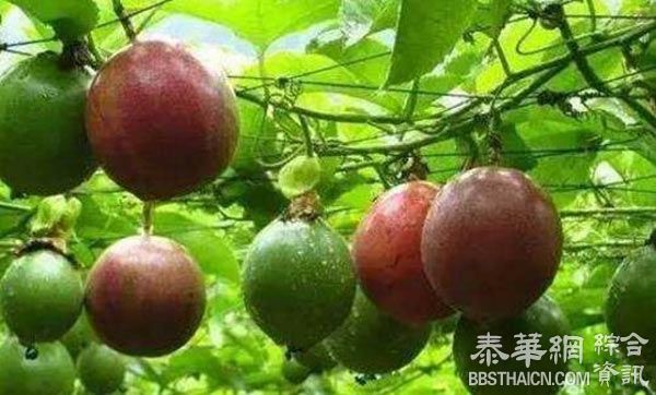 它竟然是水果中的“药王”，吃1个顶10个苹果