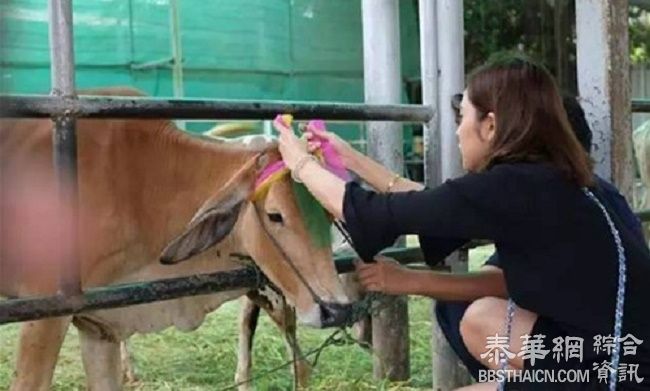 泰国保镖暴打军二代事件续   女明星放生黄牛忏悔