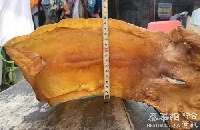 宁波渔民收藏一片毛鲿鱼鱼胶35年 价比黄金贵