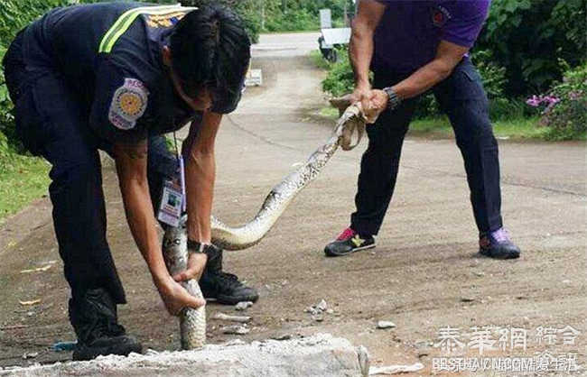 泰国摩托车司机打电话救援，成功救出一条蟒蛇