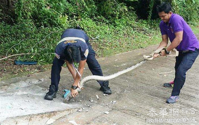 泰国摩托车司机打电话救援，成功救出一条蟒蛇