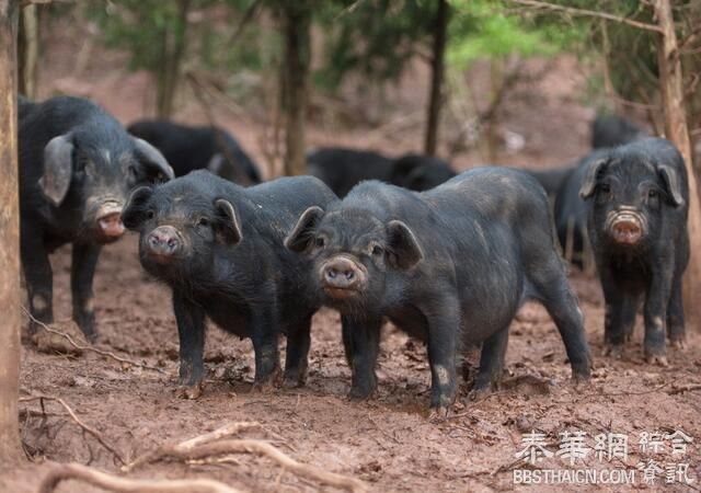 低廉洋猪肉正加快侵占国内市场，未来养猪人或将面临重大灾难