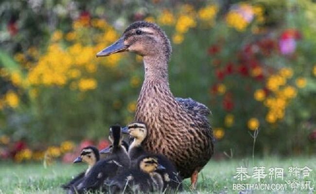 湖南H7N9疫情上升 专家支招预防方法