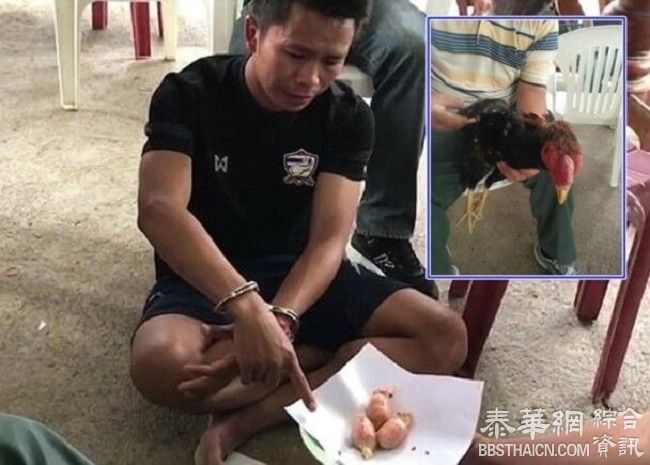 泰国警察勒令毒贩向鸡道歉 因其强迫鸡吞下1400粒冰毒