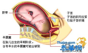 [准妈妈天地]  生育奥秘：胎儿出生全过程