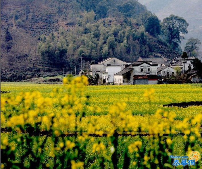 安徽三月 油菜花开