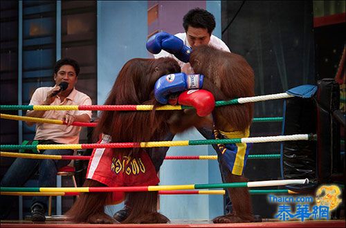 曼谷野生动物园强迫猩猩表演暴力 败者倒地