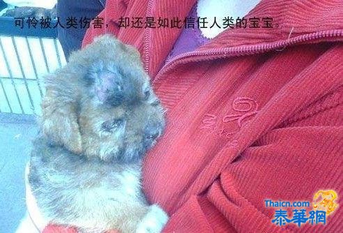 小狗被浇汽油活活烧死 母狗蹲守凶手门口