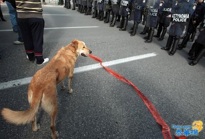 参加十余次抗议示威 希腊“暴动犬”网上走红