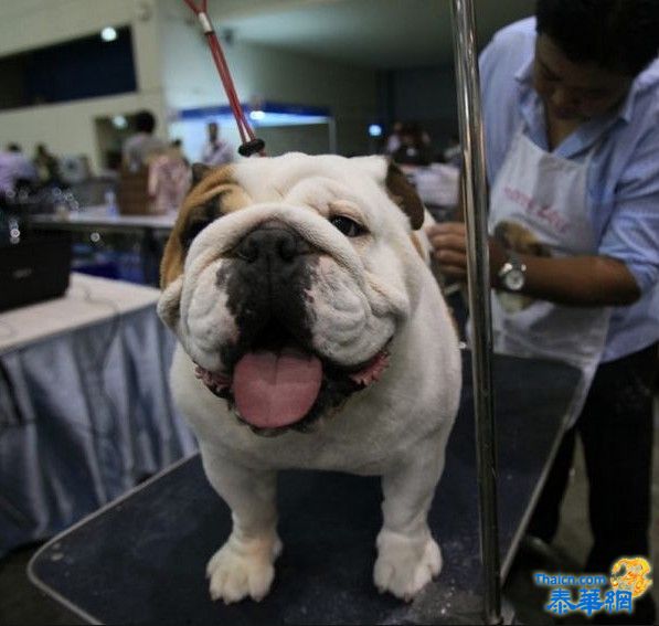 泰国名犬争靓国际“狗狗秀”大赛